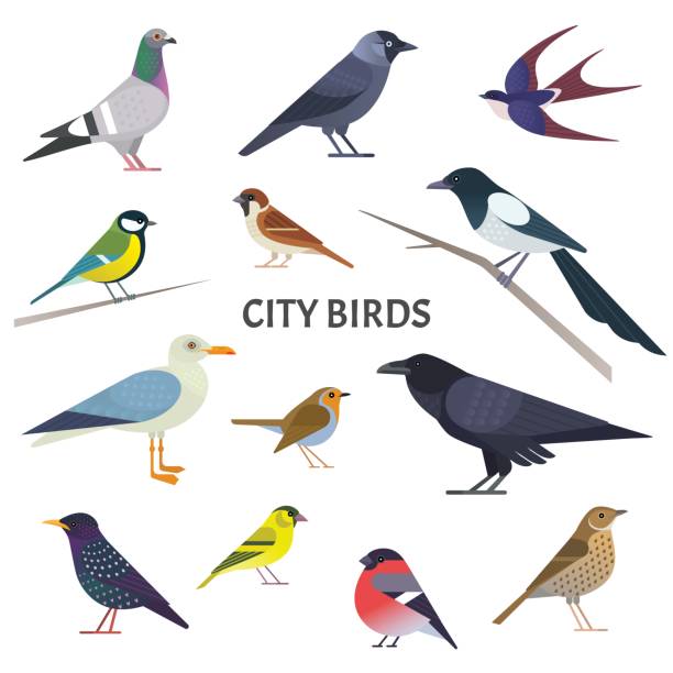 City birds. Vector collection of european birds, such as pigeon, crow, jackdaw, gull, sparrow, tit and others in trendy flat style. Isolated on white. swallow bird illustrations stock illustrations