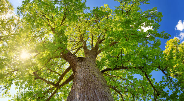 листва дерева в утреннем свете - photography branch tree day стоковые фото и изображения