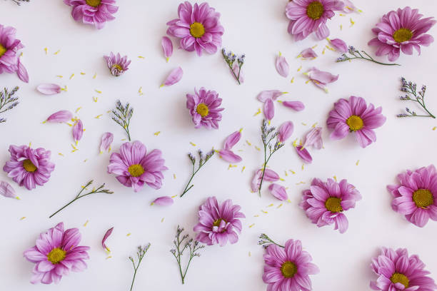 istock Floral pattern, pink flowers frame on white background, romance background, pink petals background, purple flower heads 694039756