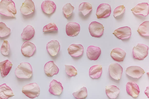 istock Floral pattern, pink rose petals on white background, romance background, rose petals background 694039758