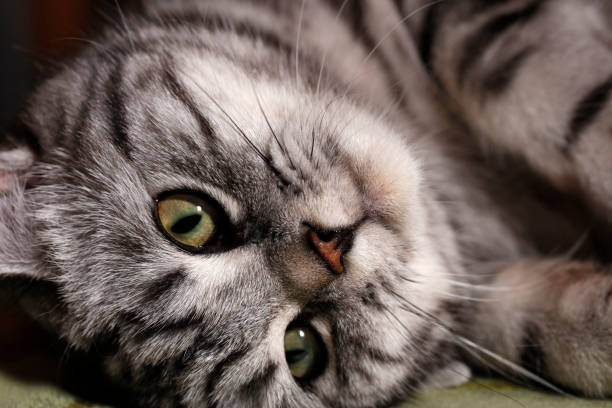 istock Pretty British Shorthair Cat 694039776