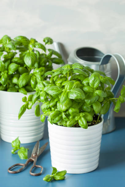istock fresh basil thyme herbs in pots and watering can 694041110