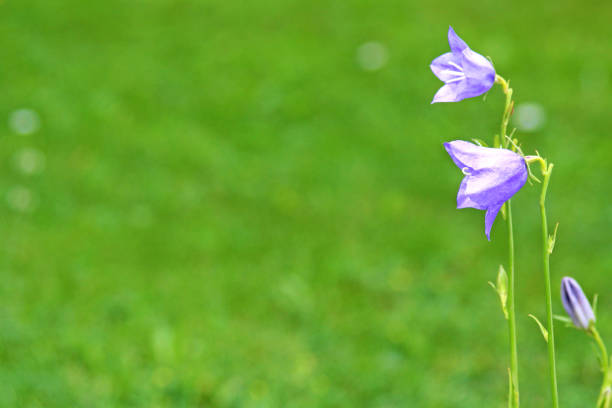 blue bell flower, greeting card with green background