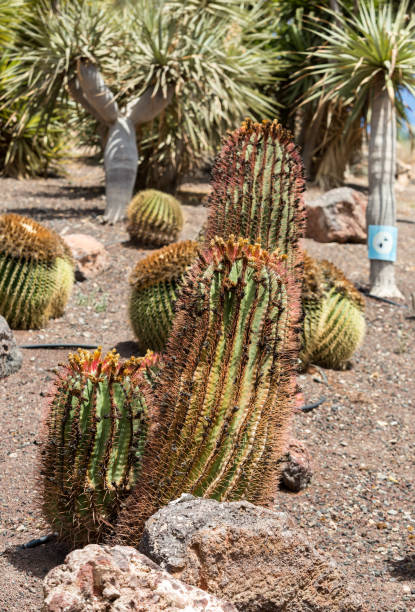 istock Beautiful Succulent Cactus Plants in Garden 694043814