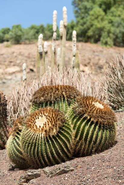 istock the golden barrel cactus, 694043820