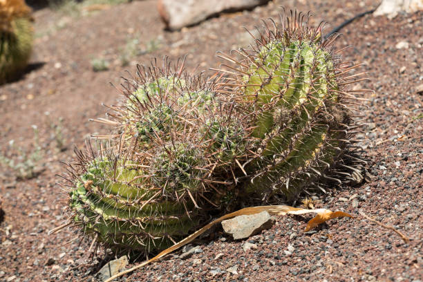 istock Beautiful Succulent Cactus Plants in Garden 694043822