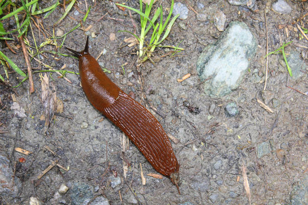 a slug in a meadow in mountain