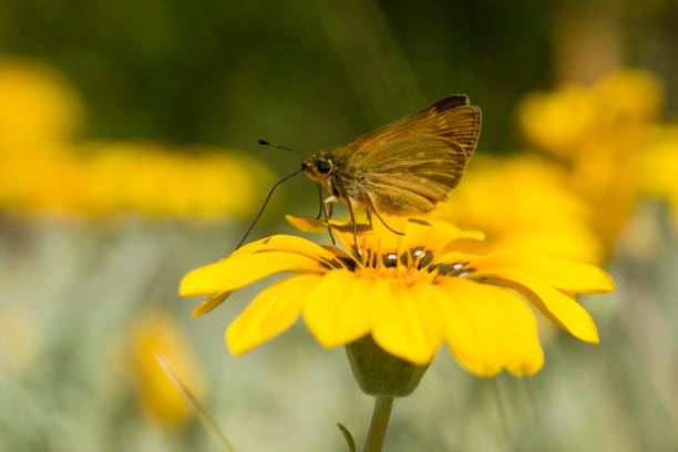 A Red clover casebearer moth in its natural environment in the Laurentian forest of Quebec.