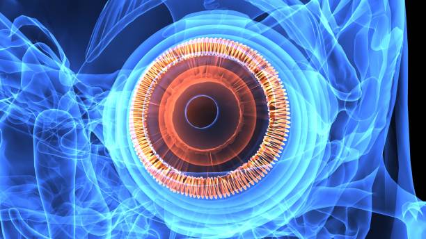 istock 3d illustration human body eye anatomy 694047160
