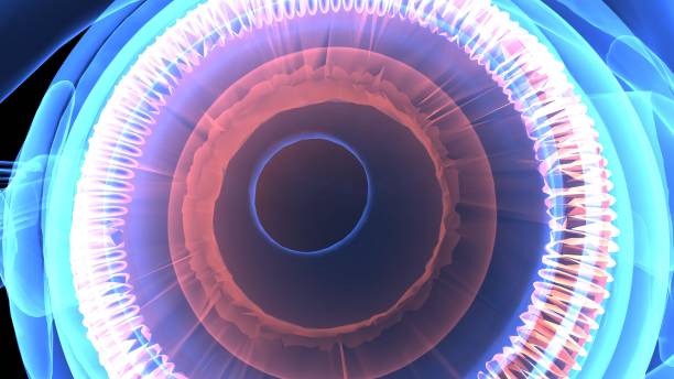 istock 3d illustration human body eye anatomy 694047316