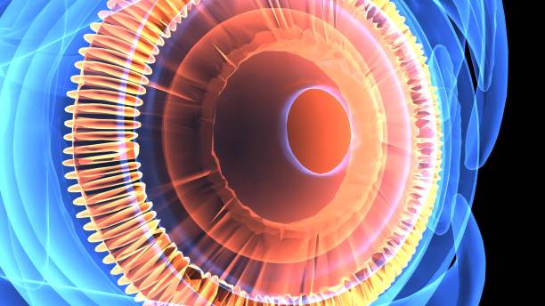 istock 3d illustration human body eye anatomy 694047366