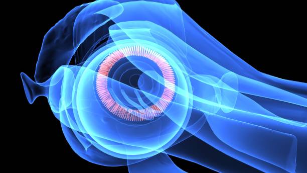istock 3d illustration human body eye anatomy 694047426