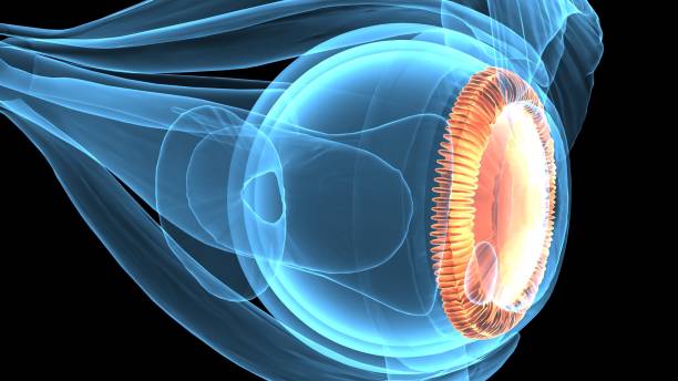 istock 3d illustration human body eye anatomy 694047462