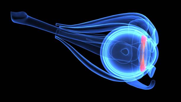 istock 3d illustration human body eye anatomy 694047486