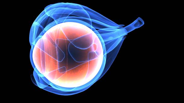 istock 3d illustration human body eye anatomy 694047616