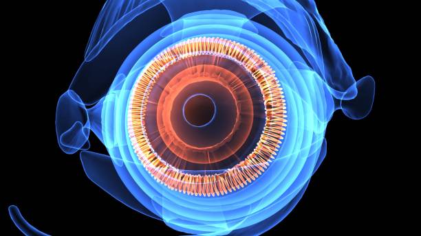 istock 3d illustration human body eye anatomy 694047648
