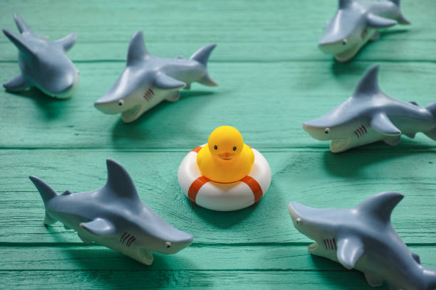 istock One rubber duck on an old turquoise wooden table on a safety inflatable ring whilst ferocious rubber sharks circle the duck. 694050416