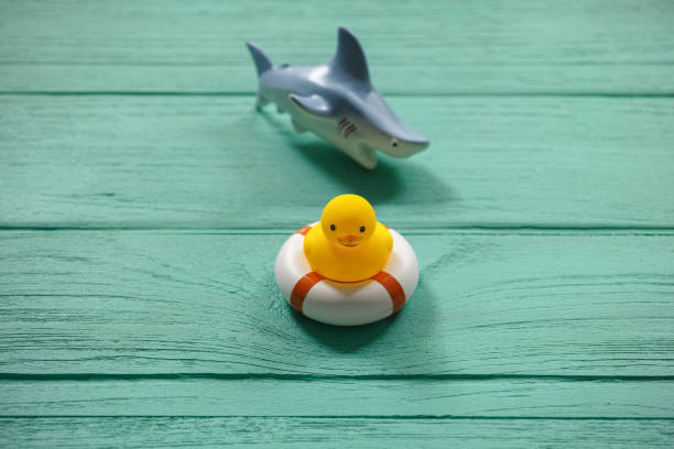 istock One rubber duck on an old turquoise wooden table on a safety inflatable ring whilst a ferocious rubber shark circles the duck. 694050428