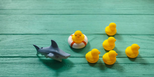 istock Six rubber ducks on an old turquoise wooden table with one duck on a safety inflatable ring and four other ducks moving away from a ferocious rubber shark. 694050430