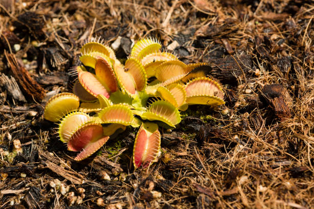 istock Dionea muscipula insectivorous plant 694050518