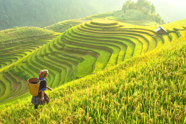 reis felder auf terrassierten mu cang chai, yenbai, reisfelder bereiten die ernte im nordwesten vietnam.vietnam landschaften. - reisfeld stock-fotos und bilder