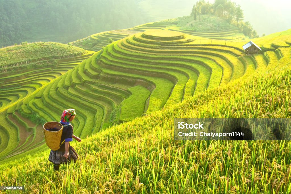 Campos de arroz en terrazas de Mu Cang Hai, YenBai, campos de arroz preparan la cosecha en el noroeste Vietnam.Vietnam paisajes. - Foto de stock de Vietnam libre de derechos