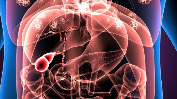 istock 3d illustration human body stomach 694050982