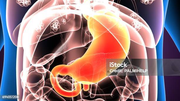 3d Illustration Human Body Stomach Stock Photo - Download Image Now - Abdomen, Abstract, Anatomy