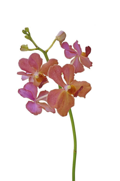 istock Pink and red orchid flowers 694051410