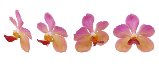 istock Pink red and yellow orchid flower 694054452
