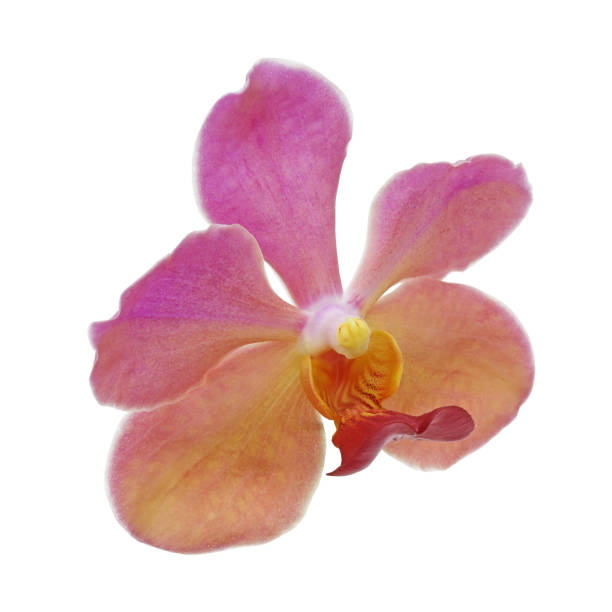 istock Pink red and yellow orchid flower 694054460