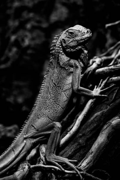 istock iguana - green iguana - black and white animals portraits 694057332
