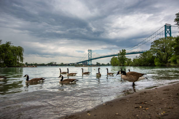 istock Ambassador Bridge - Windsor-Detroit 694058440