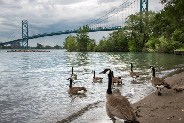istock Ambassador Bridge - Windsor-Detroit 694058520