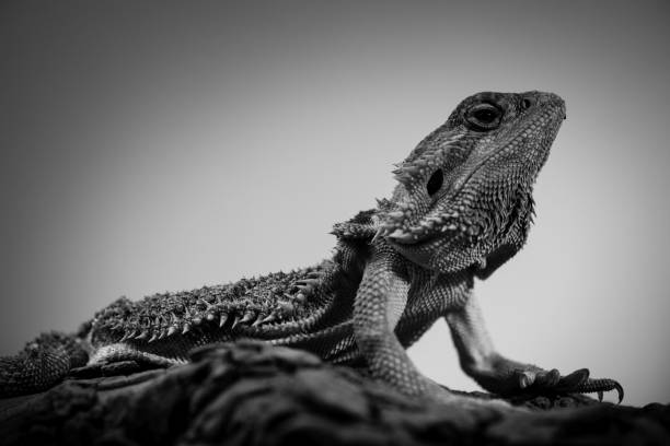 istock pogona - eastern bearded dragon - black and white animals portraits 694058628