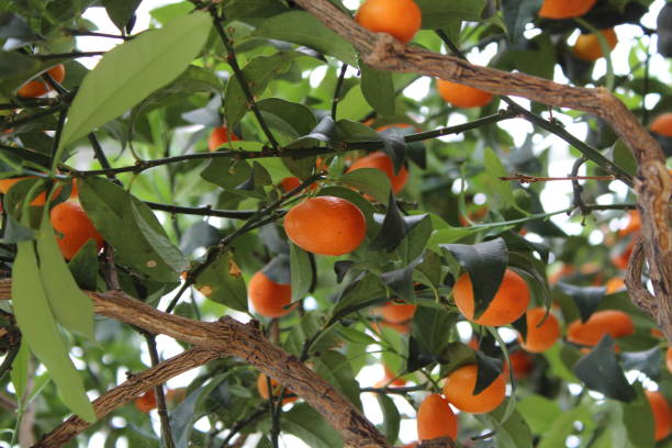 istock Mandarinquat Tree at Longwood Gardens 694061618