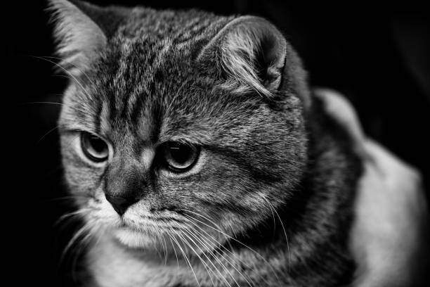 istock cute scottish cat - black and white animals portraits 694061642