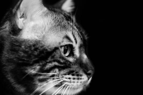istock cute scottish cat - black and white animals portraits 694061738