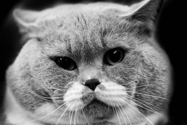 istock cute cat - black and white animals portraits 694064414