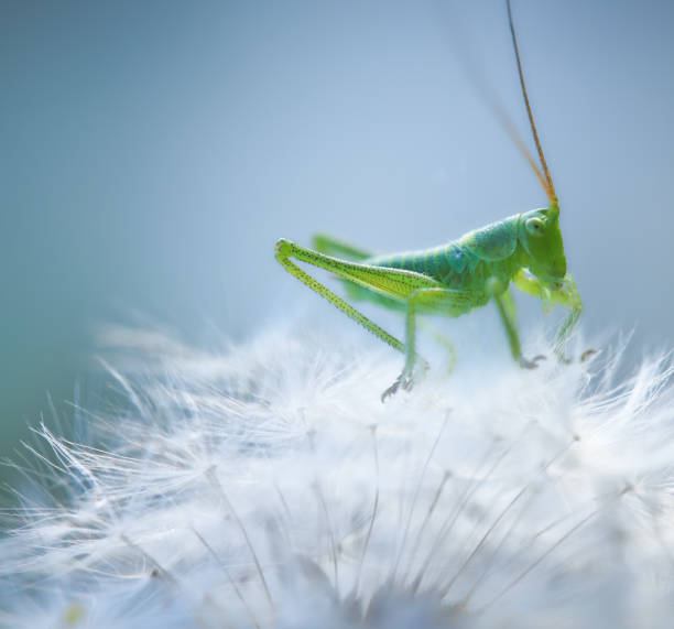 Close up of Grasshopper riding on a dandelion