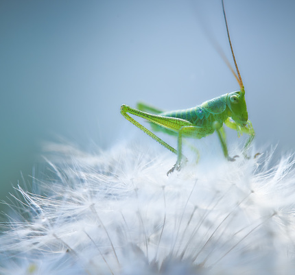 Close up of Grasshopper riding on a dandelion