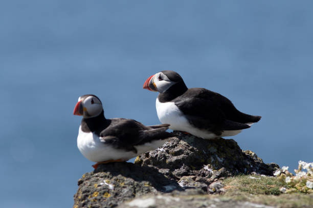 istock Pair of Atlantic Puffins (Fratercula arctica), Scotland 694069042