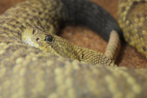 istock Mexican West Coast Rattlesnake (Crotalus basiliscus) 694069118