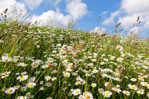 istock Meadow on a dike with daisy flowers 694071812