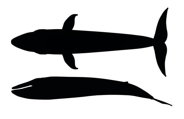 Computer generated 2D illustration with the silhouette of a blue whale