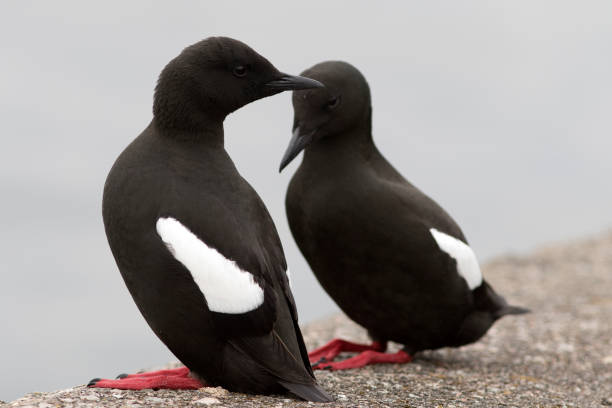 istock Black Guillemots (Cepphus grylle) on the harbour steps at Oban, Scotland 694072586
