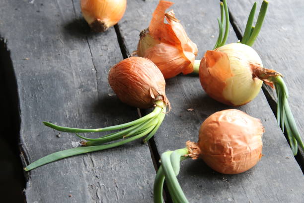 istock Onions on an old vintage table 694072862
