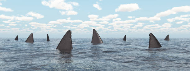 istock Group of great white sharks 694073106