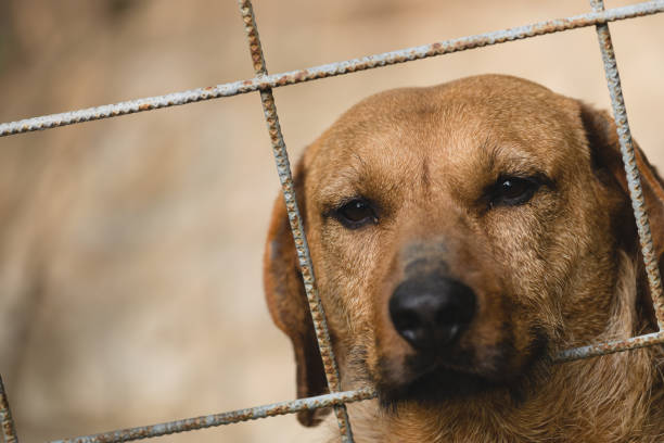 istock The dog looks through a fence 694073402