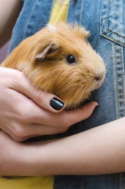 istock Cute Red Guinea pig on the female hands 694080070